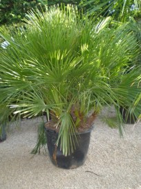 Chamaerops Humilis_03